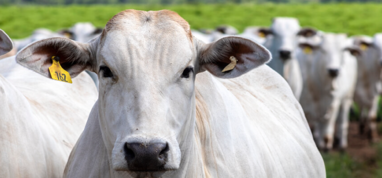 PECUÁRIA: Caso de vaca louca ameaça exportação de carne bovina para a China.
