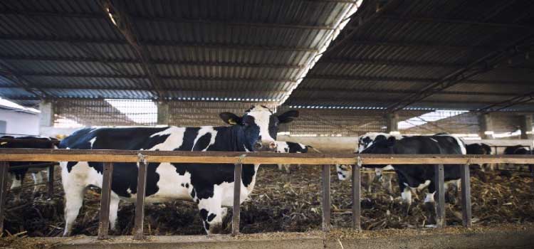 PECUÁRIA: Fertilizante organomineral surge como alternativa econômica e ambientalmente responsável para a pecuária leiteira.