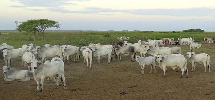 PECUÁRIA: O Farmnews apresenta a evolução mensal do ágio do bezerro em relação ao boi gordo que, alcançou na parcial de novembro o maior patamar de 2022.