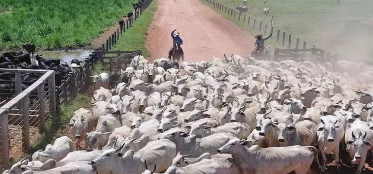 PECUÁRIA:  Para arroba do Boi disparar, pecuarista precisa segurar.