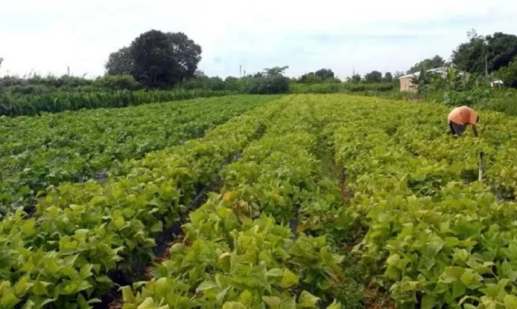 Plano Safra da Agricultura Familiar tem crédito recorde de R$ 76 bilhões.
