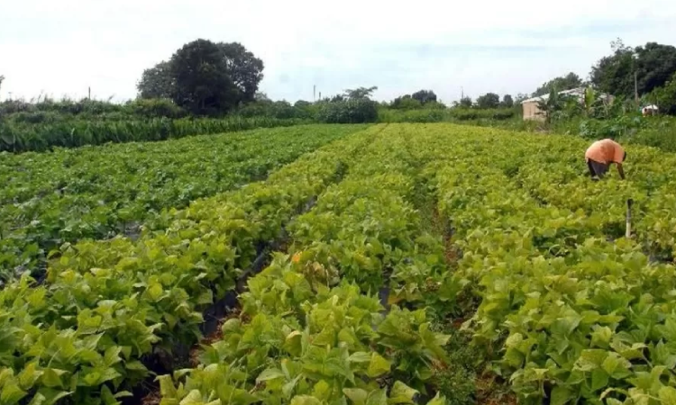 Plano Safra da Agricultura Familiar tem crédito recorde de R$ 76 bilhões.