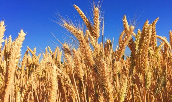 Plantio do trigo chega a 96% no Paraná e produção projetada é 5% maior em relação à última safra.