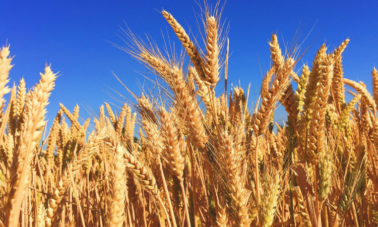 Plantio do trigo chega a 96% no Paraná e produção projetada é 5% maior em relação à última safra.