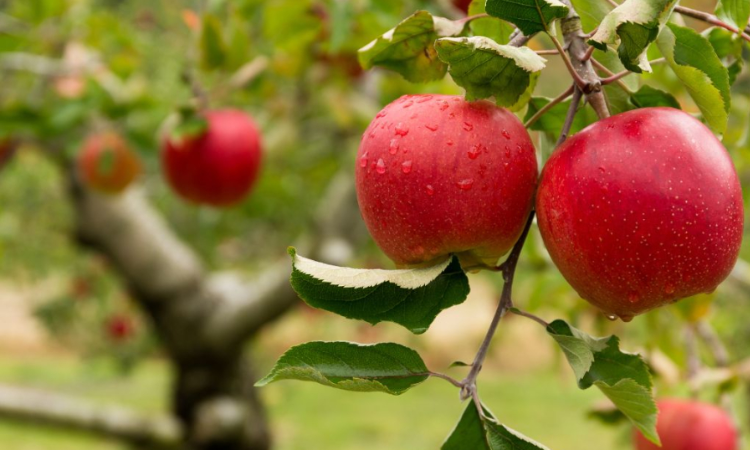 Polpa Brasil projeta crescimento histórico de 64% em 2026 com foco em tecnologia e inovação