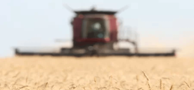 Preços de alimentos caem em julho, mas continuam acima de 2021, diz FAO.