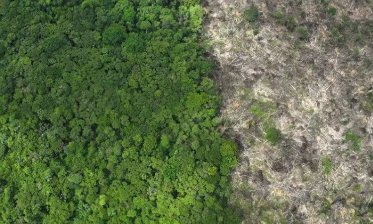 Preservação em Alta: Desmatamento na Amazônia Recua 11% e Atinge Menor Taxa em 11 Anos