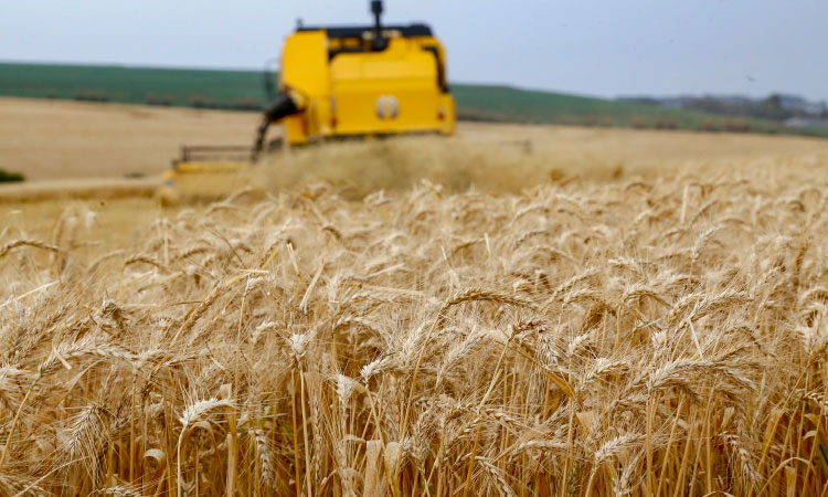 Produtores encerram plantio de trigo no Paraná