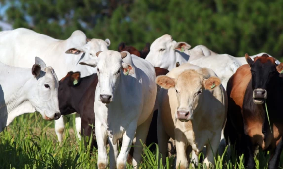 Produtores paranaenses têm mais uma semana para atualizar cadastro de rebanho.