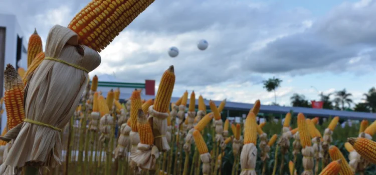 Programa Crédito Rural financia agropecuária com R$ 1,7 bilhão em 2020
