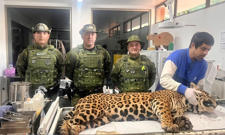RESGATE ANIMAL: Forças integradas e PM isolam área e resgatam onça-pintada de 75 kg em bairro residencial de Foz do Iguaçu