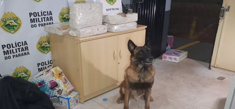 SEGURANÇA PÚBLICA: Mulher de 33 anos é detida com 25 kg de maconha e pistola 9mm na BR 369 em Corbélia