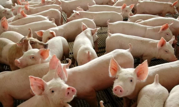 Suinocultura brasileira fecha 2025 com faturamento de R$ 63 bilhões e recorde em exportações