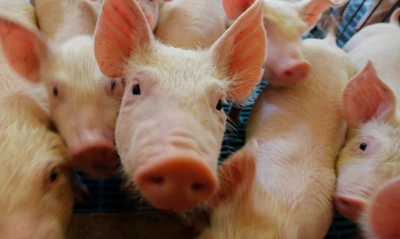Suinocultura do Paraná tem predominância do modelo integrado com agroindústrias.