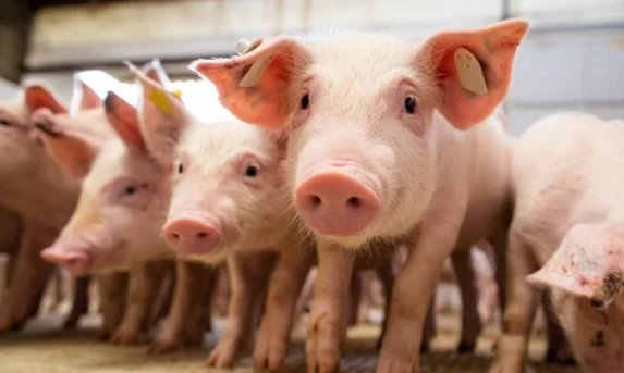 Suínos: Preços da carne reagem neste início de mês.