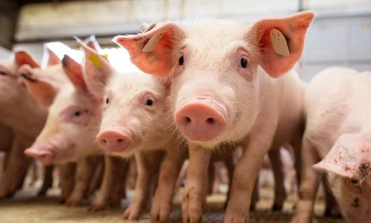 Suínos: Preços da carne reagem neste início de mês.