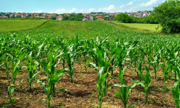 Tecnologia e Gestão são as Armas do Agro Contra a Incerteza Climática