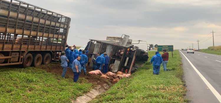 TRÂNSITO: Caminhão carregado com porcos tomba na BR-467 em Sede Alvorada.