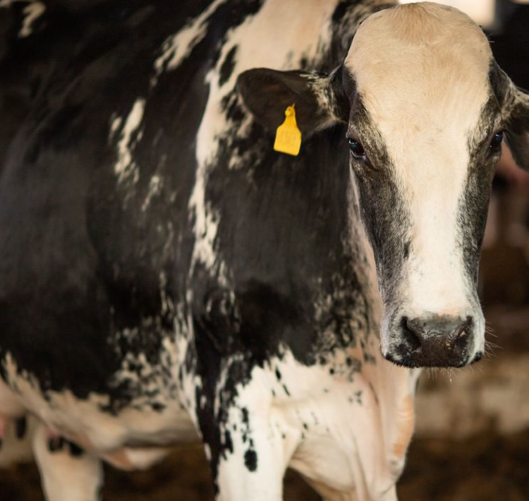 VACA LOUCA: Confirmado que caso recente é atípico.